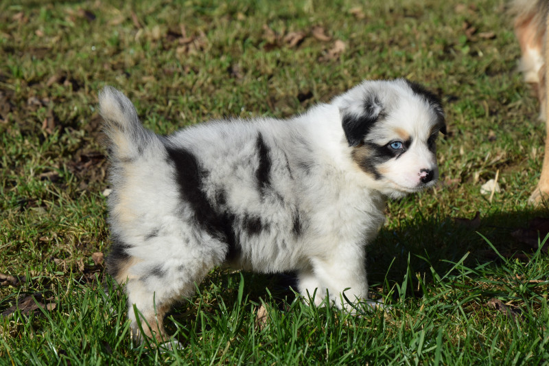 Berger Australien - Chiots Bergers Australiens