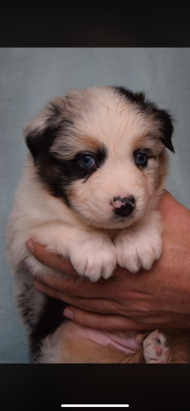 Berger Australien - Chiots Bergers Australiens