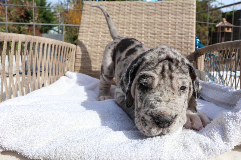 Dogue allemand - Dogue allemand LOF