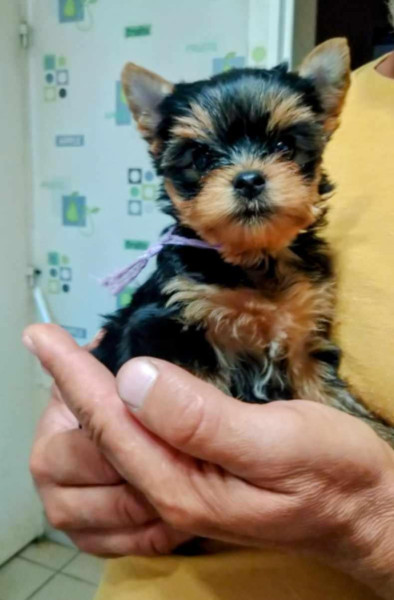 Yorkshire Terrier - chiots yorkshire