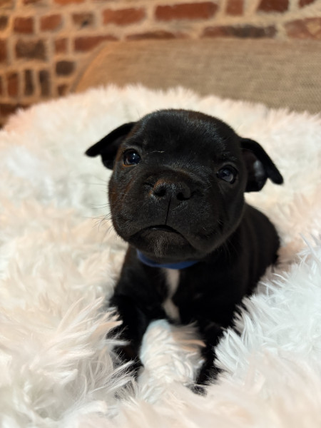 Staffordshire Bull Terrier - Chiots Staffordshire bull terrier