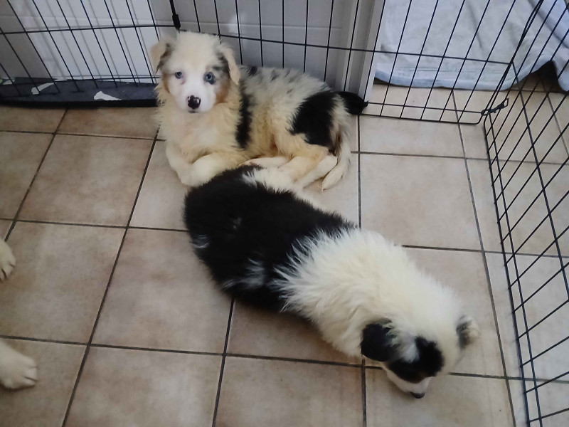 Berger Australien - Chiots Berger Australien LOF - Parents confirmés et testés.