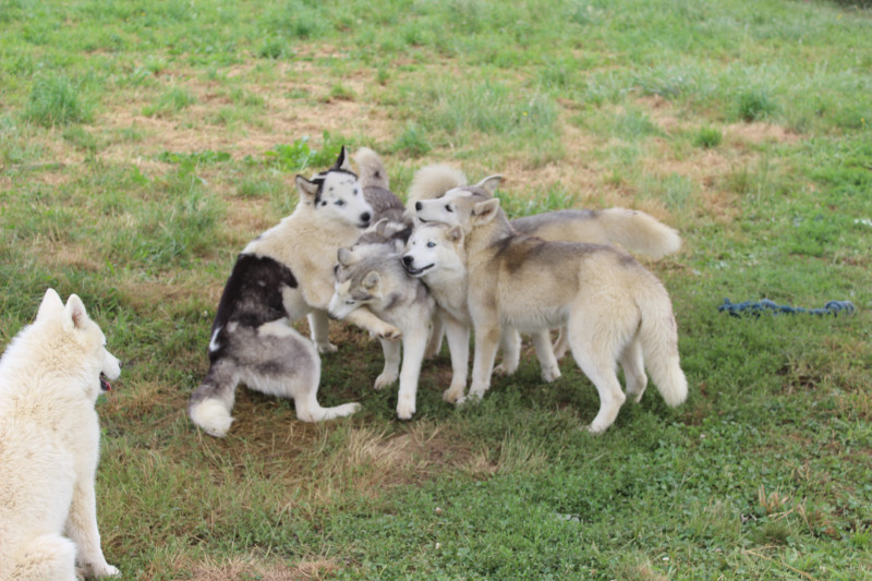 Siberian Husky - Chiots Husky siberien