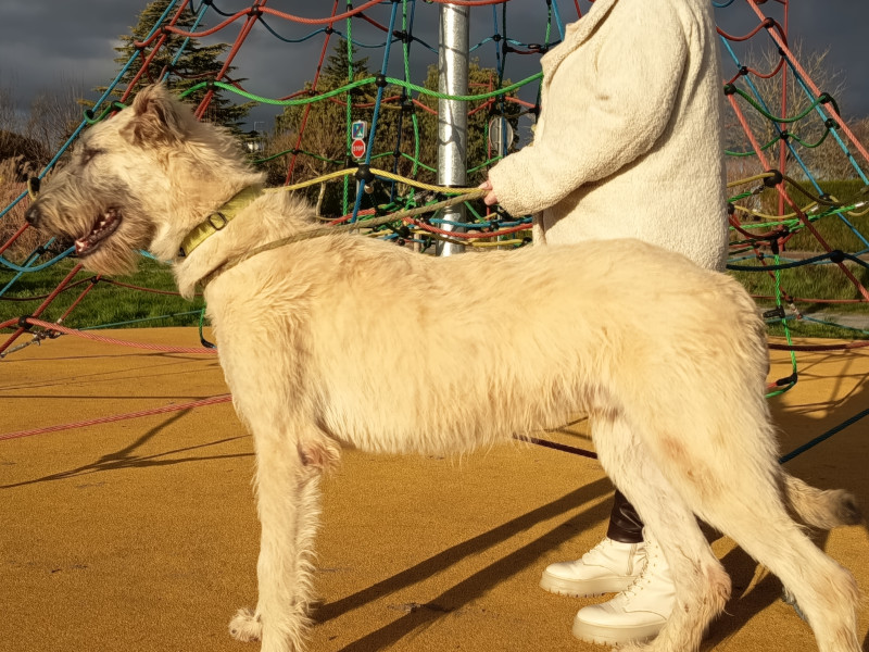 Levrier Irlandais - Irish Wolfhound - Jeune mâle - De La Valley d'Ormstown