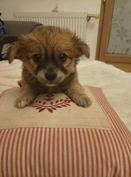 Chihuahua - Chihuahua a réserver