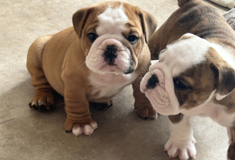 Bulldog Anglais - Vends Buldog anglais, lof