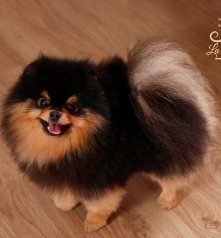 Aslan Poms Rolex