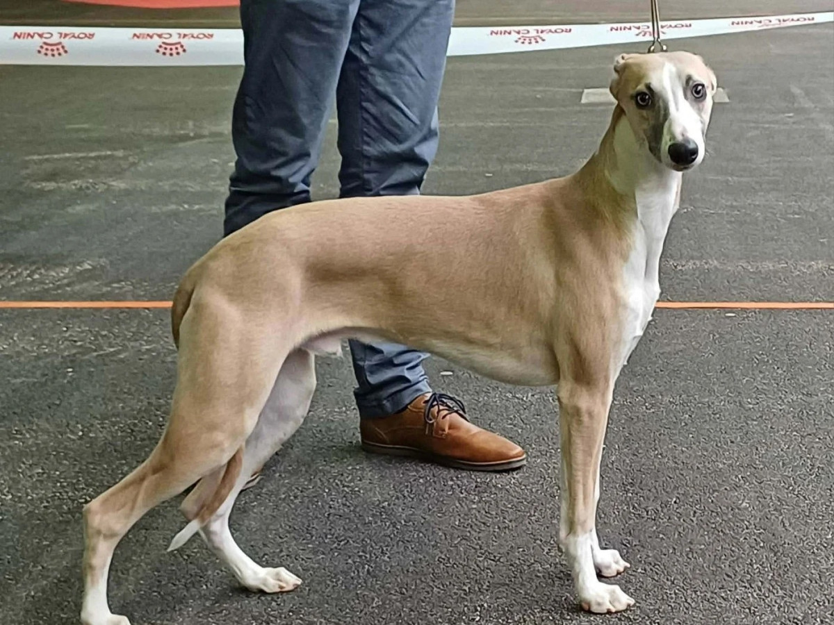 Victorien du Haras d'Helios