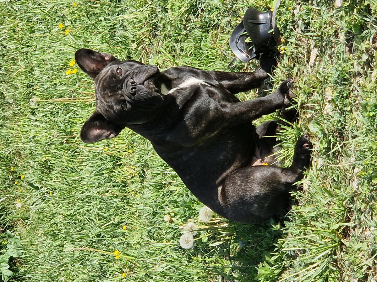 Luna
