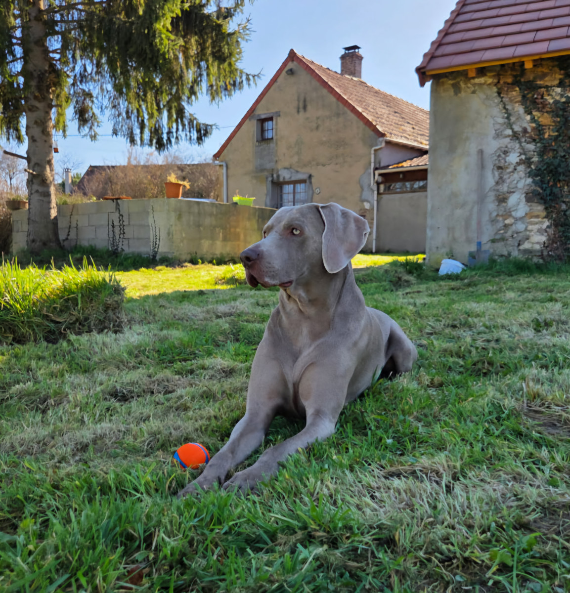 Stark De Gray Ghost'De La Chevalerie