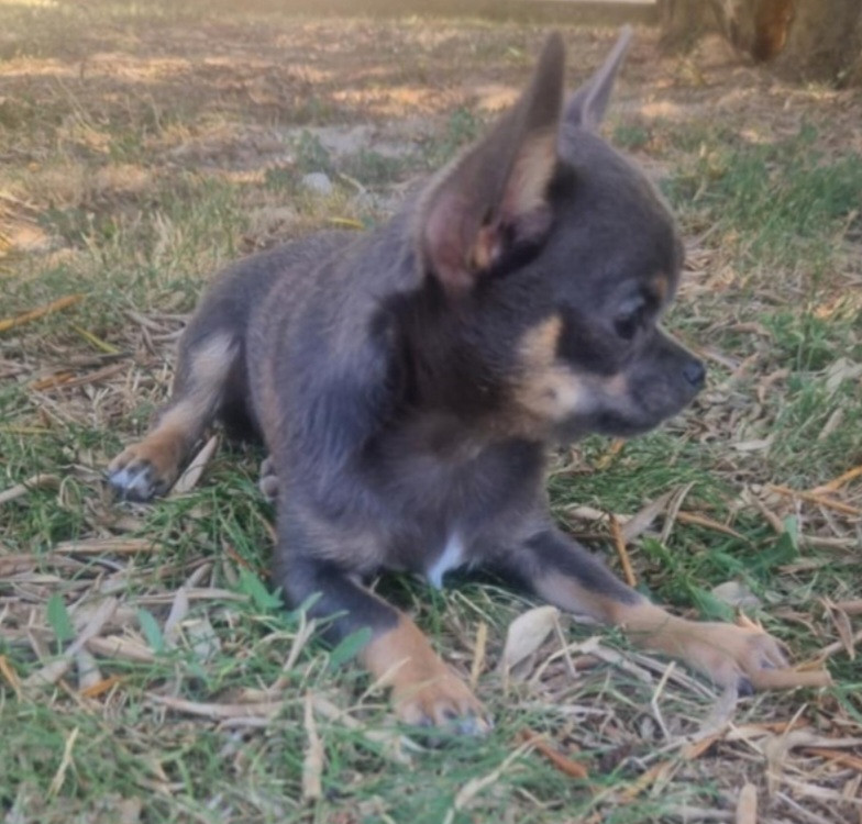 ALPHA DE LA VOLPE NERA