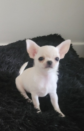 AMY OF LITTLE DOG'S PARADISE